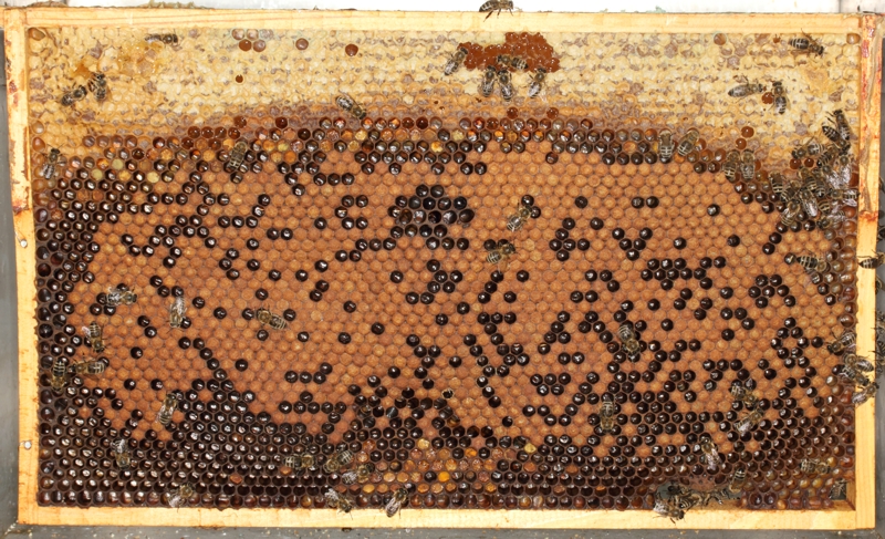 Brutwabe aus dem Brutraum eines Bienenvolkes